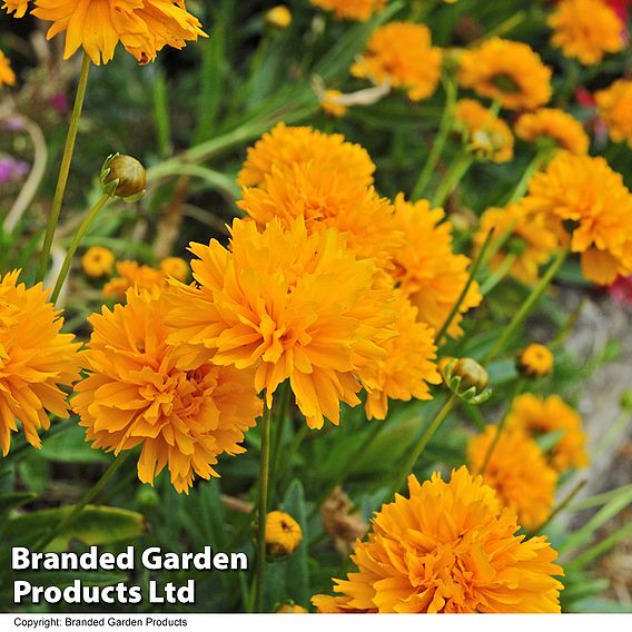 Best Value Rainbow Perennial Collection